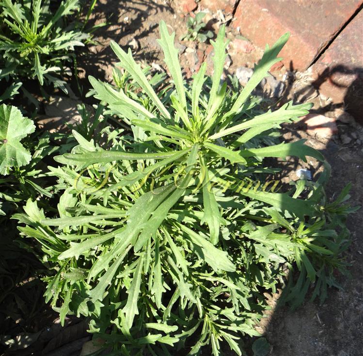  Plant